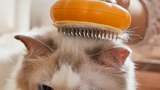Pet Parents Are Treating Monsoon Care As A Daily Routine Rather Than An Occasional Check