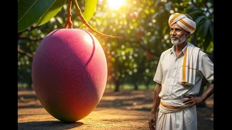 This Japanese Mango Is Worth Rs 2.5 Lakh Per Kg. It Is Now Growing In Telangana