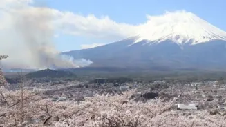 Why Japan’s Cherry Blossom Festival Near Mount Fuji Won’t Happen This Year