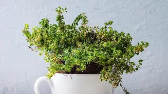 How Urban Renters Maintain Sustainable Micro-Green Windowsill Trays Without Spending On Expensive Equipment