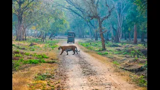 SC Greenlights India’s First Night Safari In Lucknow: What The Rs 1,510-Crore Project Will Offer