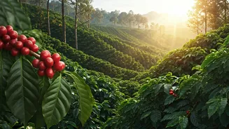 Book Coffee Plantation Stays In Lush Coorg This Weekend