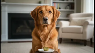 Pampering Pets Is Not Unlimited Snacking