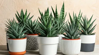 10 Snake Plants: Your Guide to Thriving Greenery