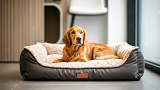 Luxury Animal Boarding Grows Popular This Rainy Season