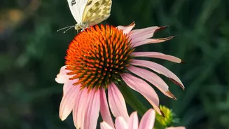 Birds And Butterflies Can Benefit When Urban Gardens Offer Food, Water And Shelter Together