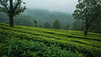 From Munnar To Wayanad, Romance Is In The Rain