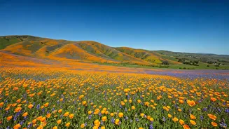 Flower-Season Trips Are Perfect For Calm Reels