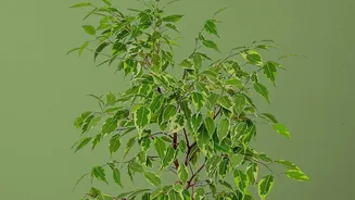What Every Plant Lover Should Know About Indoor Air Quality Research