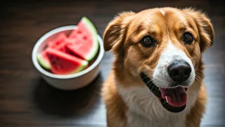 Why Frozen Watermelon Slices For Dogs Are Going Mad Viral
