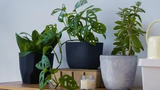 How To Transfer Indoor Houseplants To New Pots Safely Without Snapping Essential Roots