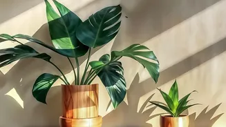 Boost Daily Energy: How 10 Minutes Of Morning Sunshine Resets Your Circadian Rhythm