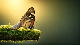 Unlock Your Potential: Osho's Insight on Life Beginning Beyond Fear