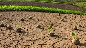 How Youth Groups Transform Bare Hills Via Seed Bombing