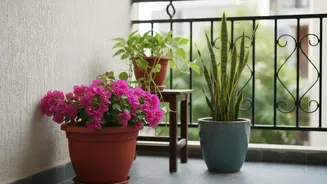 August's Heat-Humidity Balcony Test: A Practical Look At Heat-Tolerant Varieties