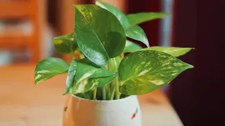 Why Pothos And Snake Plants Remain The Most Reliable Plants For Bedroom Study Tables