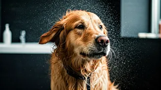 Rainy Pet Parents Need Drying Discipline Now