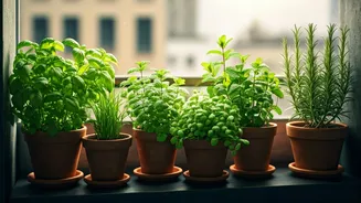 Kitchen Herb Gardens Go Viral Across Indian Cities