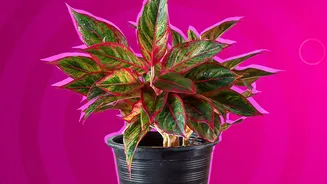 Before Adding New Houseplants To A Collection, Review Leaf Checks And Soil And Pot Checks