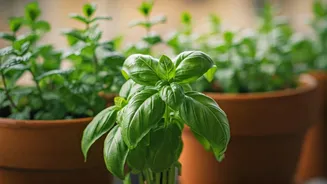 Fresh Basil And Mint Become Balcony Must-Haves