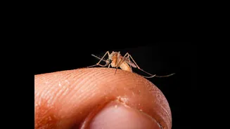 Understanding Malaria Prevention and Symptoms in India