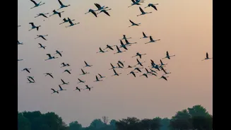 Why Kerala is Witnessing a Decline in Winter Migratory Birds