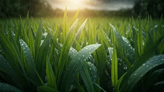 Monsoon Is Nature's Best Season