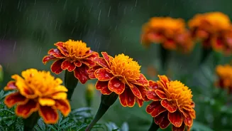 Marigolds Naturally Repel Pests Through Rain Heavy Months Easily