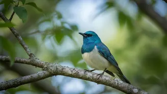 Eight Shared Motifs Could Help Scientists Compare Bird Evolution