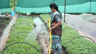 Maharashtra approves ₹165 crore relief for farmers hit by unseasonal rains