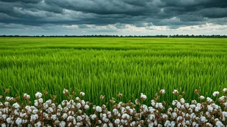 Kharif Season: The Basics Everyone Should Know