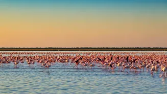 Flamingo Spectacle at Pulicat Lake: A Viral Marvel Near Chennai