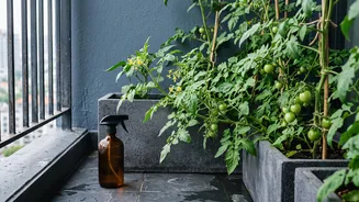 Use neem oil to protect balcony plants