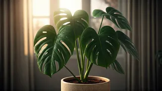 Indoor Plants Are Decor With Emotional Value
