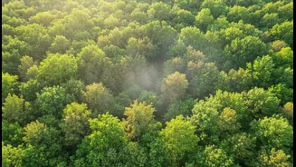 IITM Uses CMIP6 Models To Project India's Future Vegetation Under High Emissions