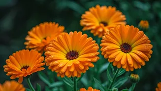 Marigolds Are The Monsoon Flower That Delivers
