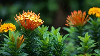 Rain-Friendly Plants Make July Gardening Easier