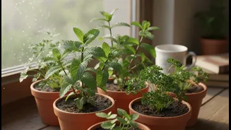 How to protect 4 low-light aromatic greens in windowsill garden from overwatering