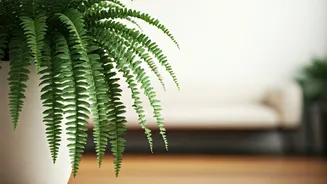 Boston Ferns Are The Soft Pet-Safe Decor Pick