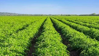 Punjab Crop Diversification: The Status, Scale and Wider Context
