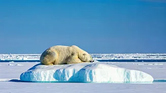 Sleepy Champions: Discovering the Sleepiest Animals