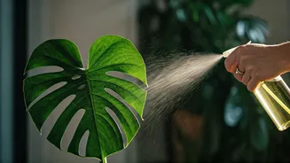 Protect Indoor Foliage From Extreme Humid Weather Via Neem Oil