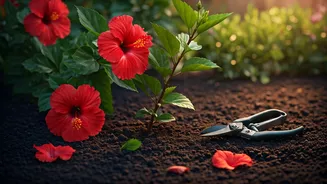 Hibiscus Pruning Is The June Task To Remember