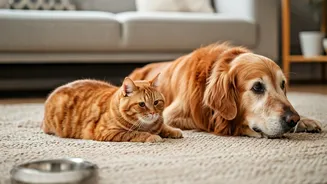 Pet Parents Need Smarter Meals For Slower Days