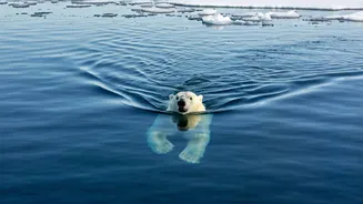 Polar Bear Survival: Adapting to Change