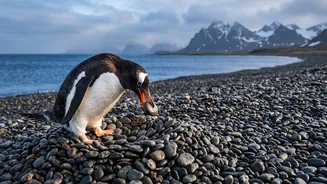 Kerguelen Penguin Is Recognised As A New Penguin Species, But Rewrites Part Of The Gentoo Penguin Family Tree