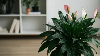 Low-Maintenance Blooms Make Plant Parenting Easier