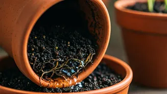 Small-Space Gardening Works Better With Drainage
