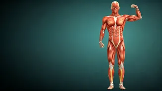 Combatting Sarcopenia & Osteoporosis: Your Guide to Strength After 30