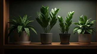 Low-Light Corners Deserve Better Plant Picks